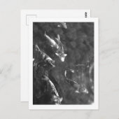 Koi Carp: Japan Briefkaart (Voorkant / Achterkant)