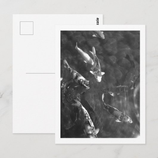 Koi Carp: Japan Briefkaart (Voorkant / Achterkant)