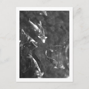 Koi Carp: Japan Briefkaart