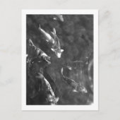 Koi Carp: Japan Briefkaart (Voorkant)