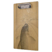 Koi Carp (Onishi Chinnen) Klembord (Links)