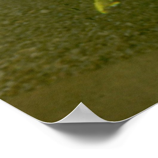 Koi Carp Poster (Hoek)