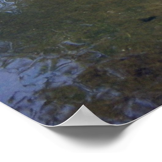 Koi Carp Poster (Hoek)