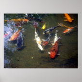 Koi Carp Poster (Voorkant)