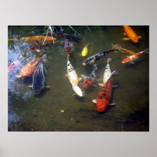Koi Carp Poster (Voorkant)