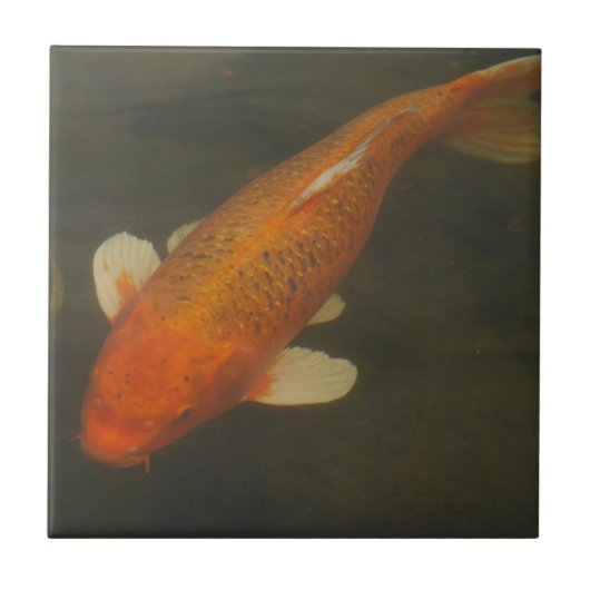 Koi Carp Tile Tegeltje (Voorkant)