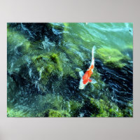 Koi Carp: Tokio, Japan