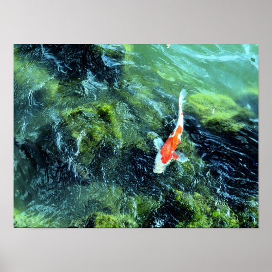 Koi Carp: Tokio, Japan Poster (Voorkant)