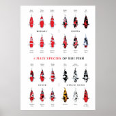 Koi Carp Varities Poster (Voorkant)