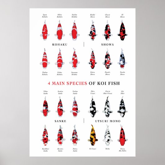 Koi Carp Varities Poster (Voorkant)
