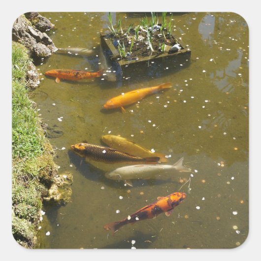 Koi Fish #3 Sticker (Voorkant)