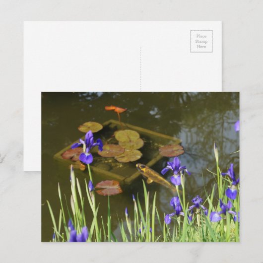 Koi Fish #4 Briefkaart (Voorkant / Achterkant)