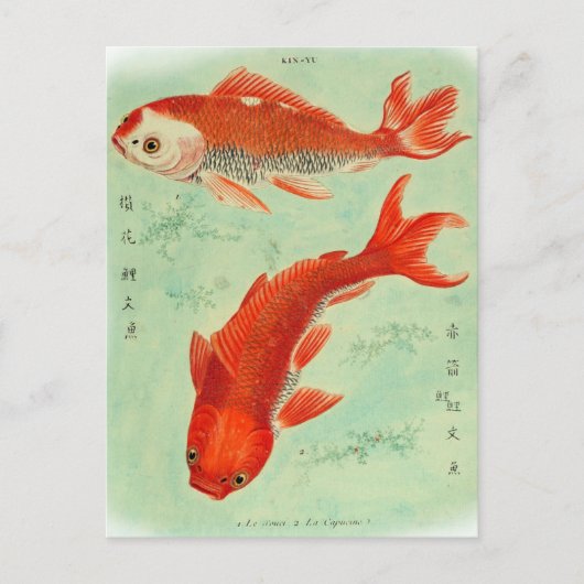 Koi Fish Briefkaart (Voorkant)