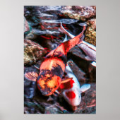 KOI FISH DUET POSTER (Voorkant)