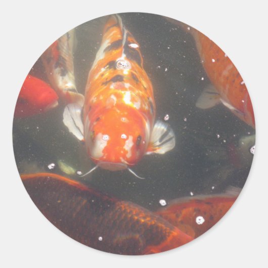 Koi Fish glijdt tussen de nog groene wateren Ronde Sticker (Voorkant)