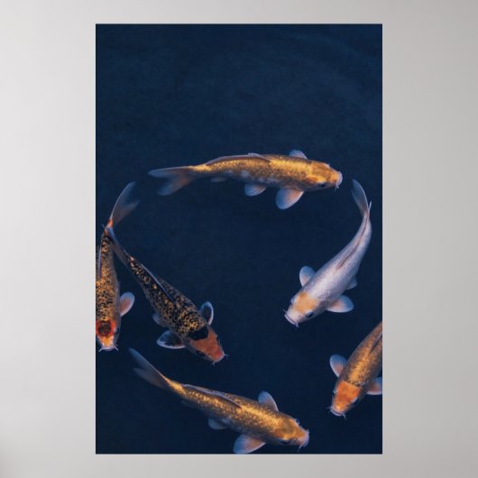 Koi Fish in Deep Blue Water Zen Poster (Voorkant)
