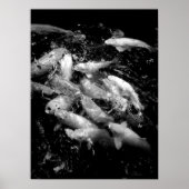 Koi Fish in een Frenzy, Oahu B&W Poster (Voorkant)