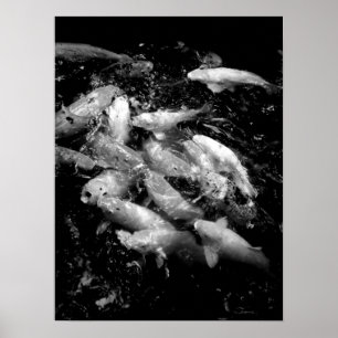 Koi Fish in een Frenzy, Oahu B&W Poster
