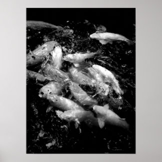 Koi Fish in een Frenzy, Oahu B&W Poster