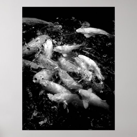 Koi Fish in een Frenzy, Oahu B&W Poster (Voorkant)