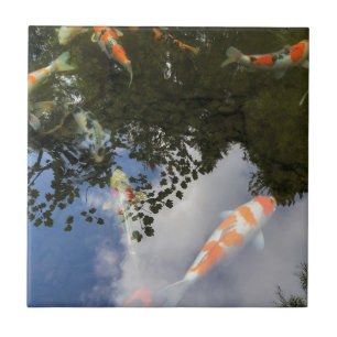 Koi Fish in tuinvijver met waterreflectie Tegeltje