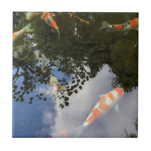 Koi Fish in tuinvijver met waterreflectie Tegeltje (Voorkant)
