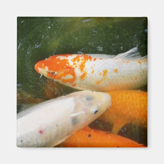 Koi Fish Magneet (Voorkant)