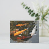 Koi Fish op Pond Foto Briefkaart (Staand voorkant)