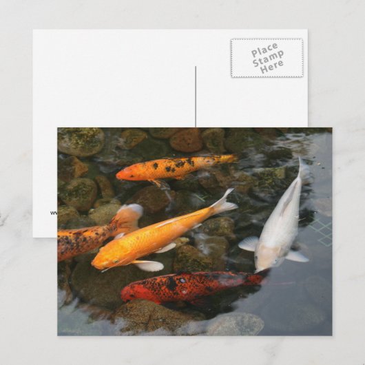 Koi Fish op Pond Foto Briefkaart (Voorkant / Achterkant)