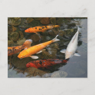 Koi Fish op Pond Foto Briefkaart