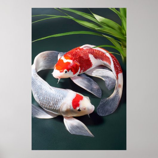 Koi Fish Poster (Voorkant)