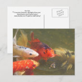 Koi fish v.1 briefkaart (Voorkant / Achterkant)