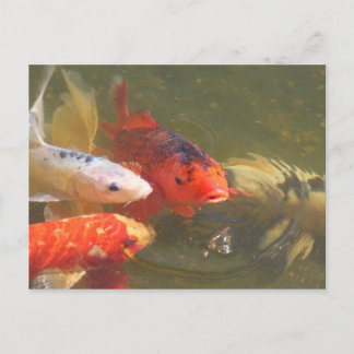 Koi fish v.1 briefkaart