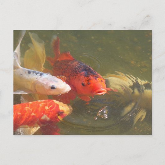 Koi fish v.1 briefkaart (Voorkant)