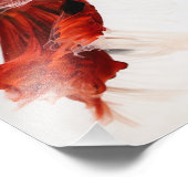 Koi Halfmoon Betta Fish 2 Foto Afdruk (Hoek)