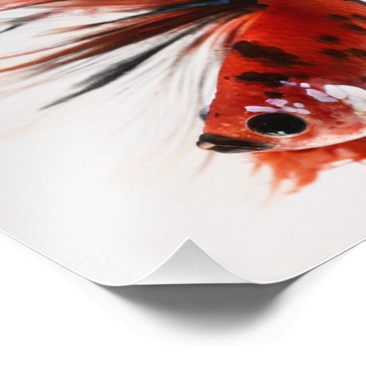 Koi Halfmoon Betta Fish Foto Afdruk (Hoek)