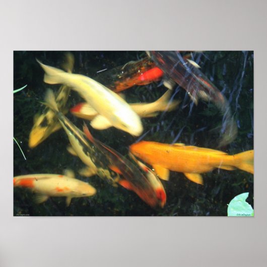 Koi Impressions Poster (Voorkant)