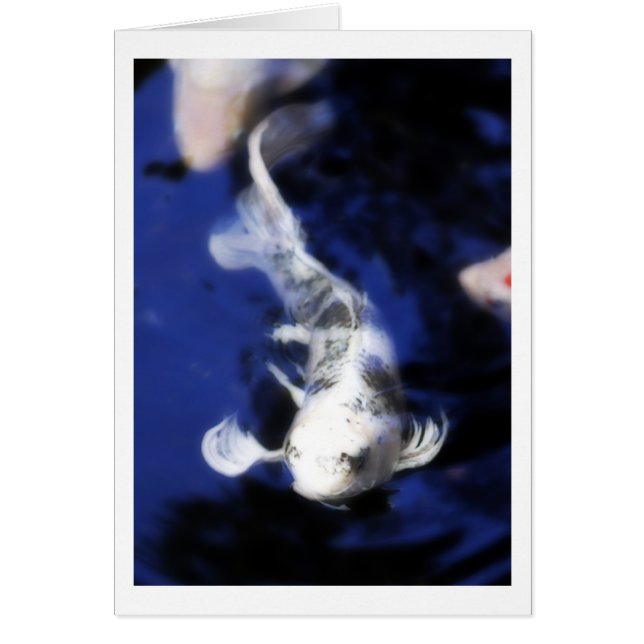 Koi in Hawaï - 7 (Voorkant)