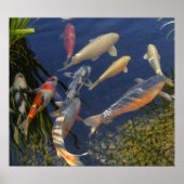 Koi in Shadow Poster (Voorkant)
