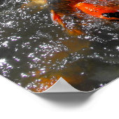 Koi karper die zich vervoedert poster (Hoek)