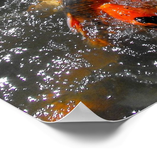 Koi karper die zich vervoedert poster (Hoek)