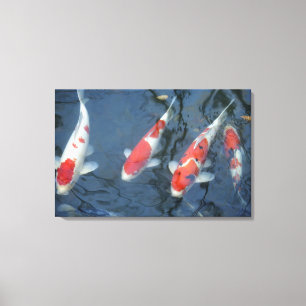 Koi-karper in vijver, uitzicht met hoge hoek canvas afdruk