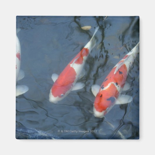 Koi-karper in vijver, uitzicht met hoge hoek magneet (Voorkant)