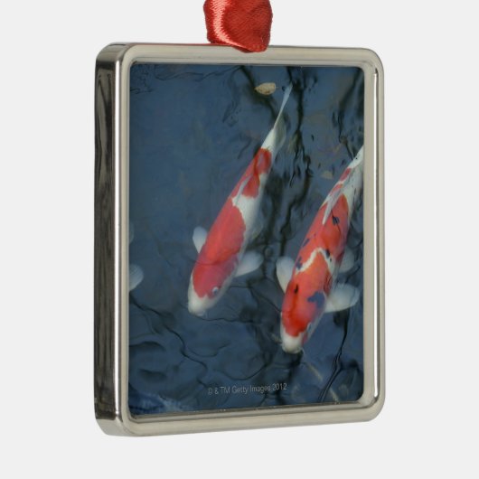 Koi-karper in vijver, uitzicht met hoge hoek metalen ornament (Rechts)