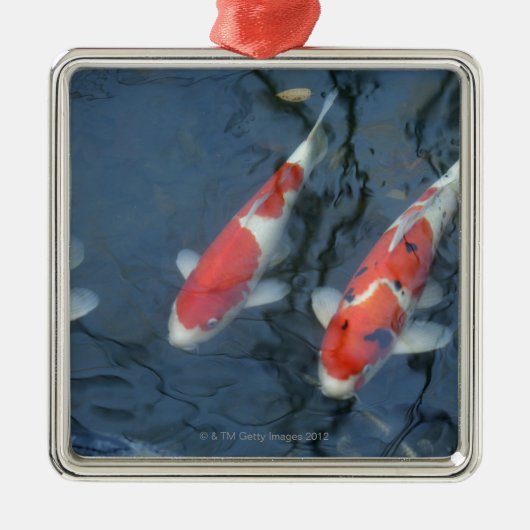 Koi-karper in vijver, uitzicht met hoge hoek metalen ornament (Voorkant)