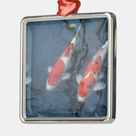 Koi-karper in vijver, uitzicht met hoge hoek metalen ornament (Links)