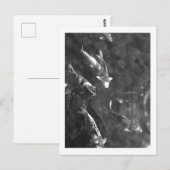 Koi Karper: Japan Briefkaart (Voorkant / Achterkant)