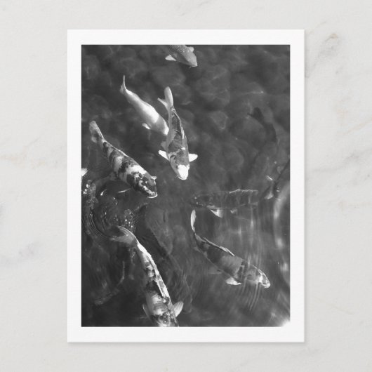 Koi Karper: Japan Briefkaart (Voorkant)