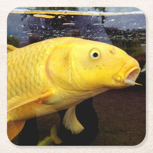 Koi Karper Papier Onderzetter (Voorkant)