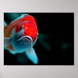 Koi-karper Poster